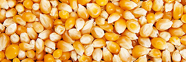 Maïs pop corn