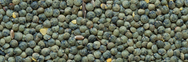 Lentilles vertes