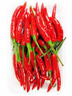 Piment oiseau frais
