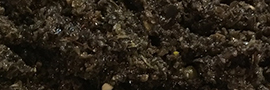 Tapenade noire